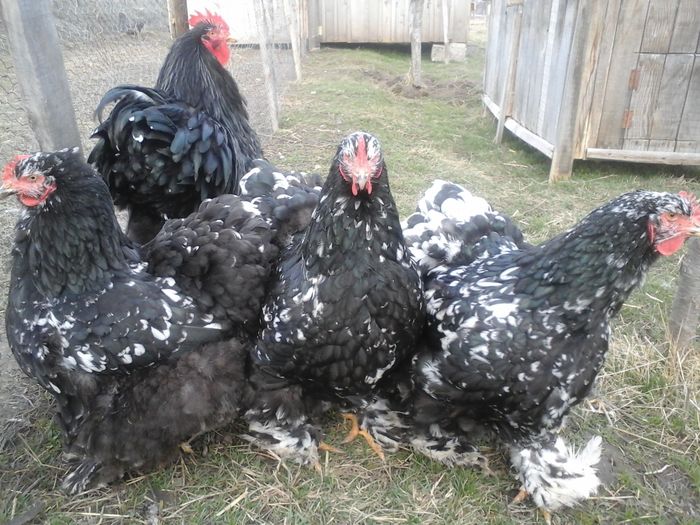 COCHI 1 - Cochinchina urias bobat