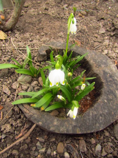 Leucojum vernum - Flori 2016