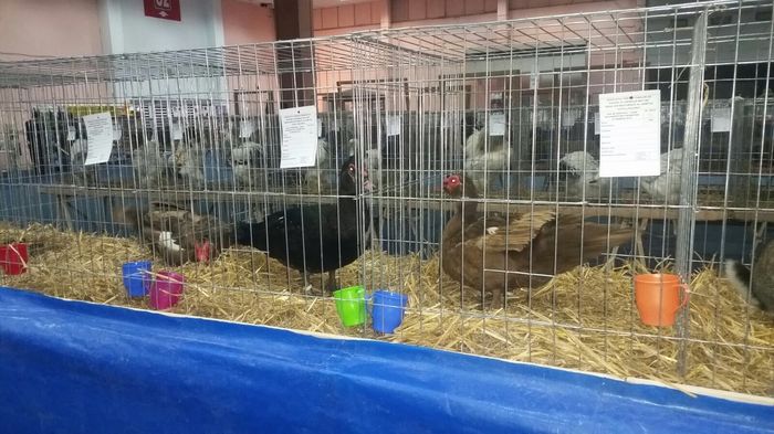 Galceava - Expo Pet Exhibition 2016