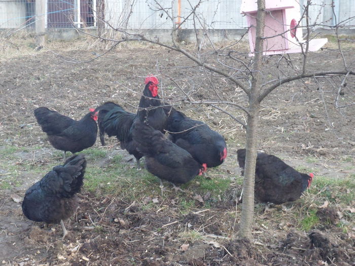 SAM_4274 - 5 Australorp negru 2016