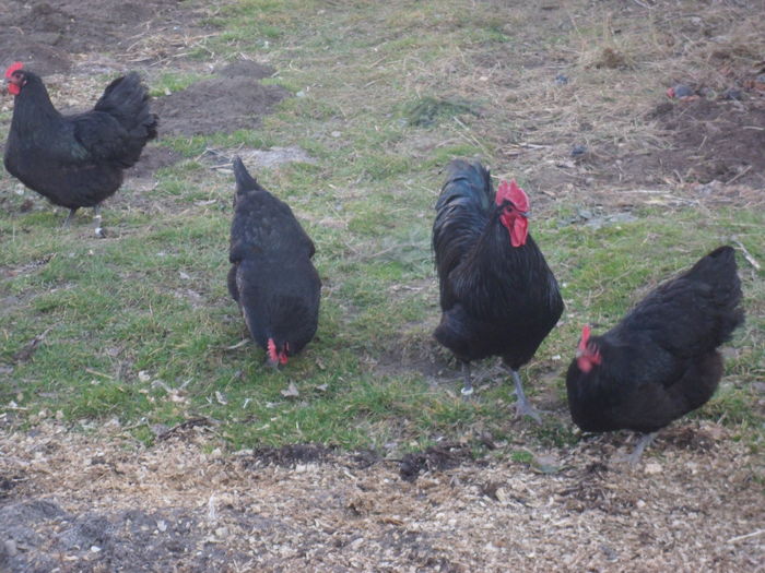 SAM_4277 - 5 Australorp negru 2016