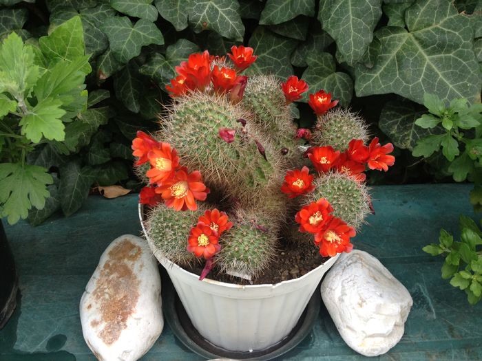 IMG_1744 - cactus inflorit; cactus cu flori care tin foarte mult
