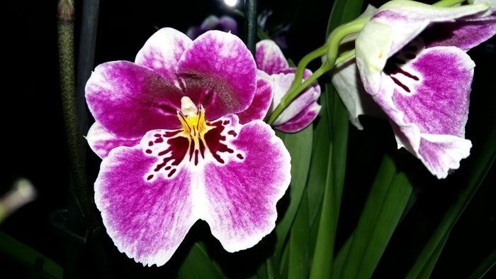 20160303_062355 - Miltonia