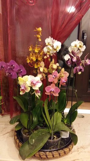 20160208_182541 - 1-Orhideele mele dragi
