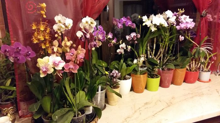 20160208_204417 - 1-Orhideele mele dragi
