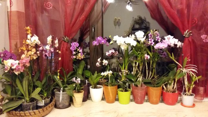 20160208_204506 - 1-Orhideele mele dragi