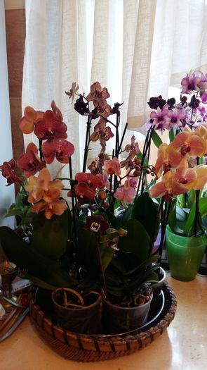 20160229_093003 - 1-Orhideele mele dragi