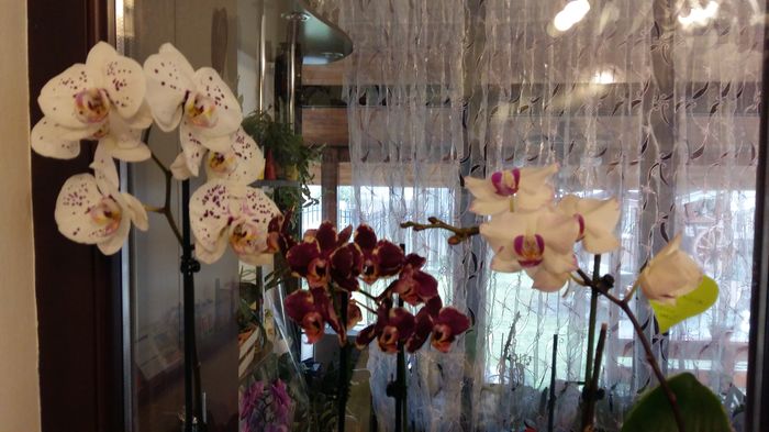 20160229_093114 - 1-Orhideele mele dragi