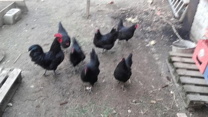 temp6 - DE  VANZARE GAINI   AUSTRALORP