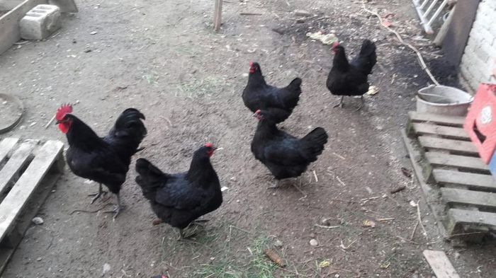 temp0 - DE  VANZARE GAINI   AUSTRALORP