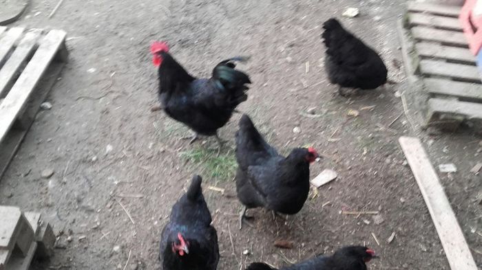 temp5 - OUA  AUSTRALORP  NEGRU