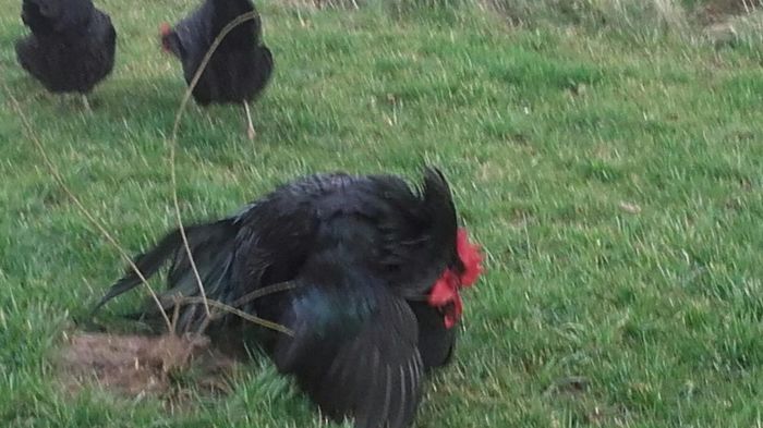 temp2 - OUA  AUSTRALORP  NEGRU