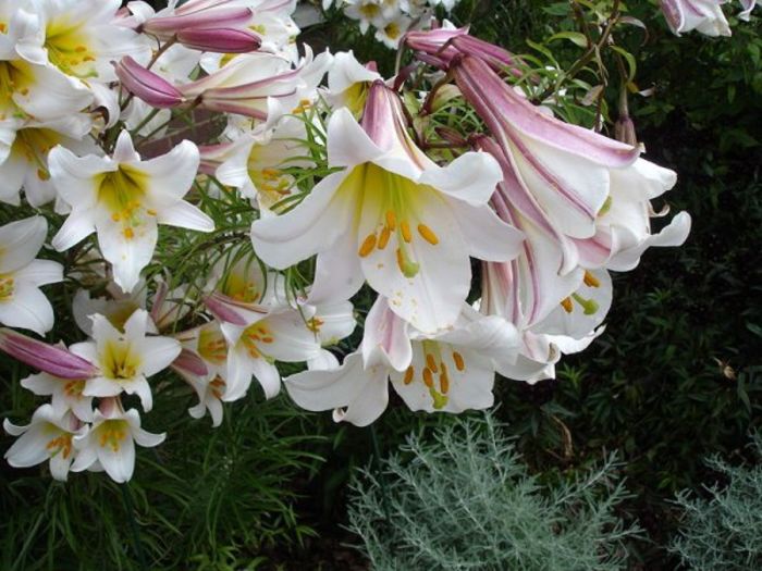 lilium-regale - crin regal