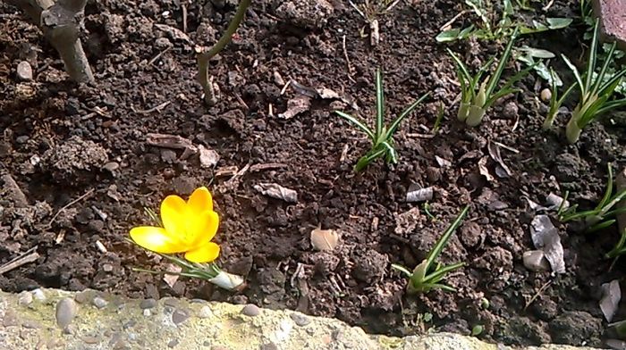 WP_20160303_001(1) - stanjenei si crocusi