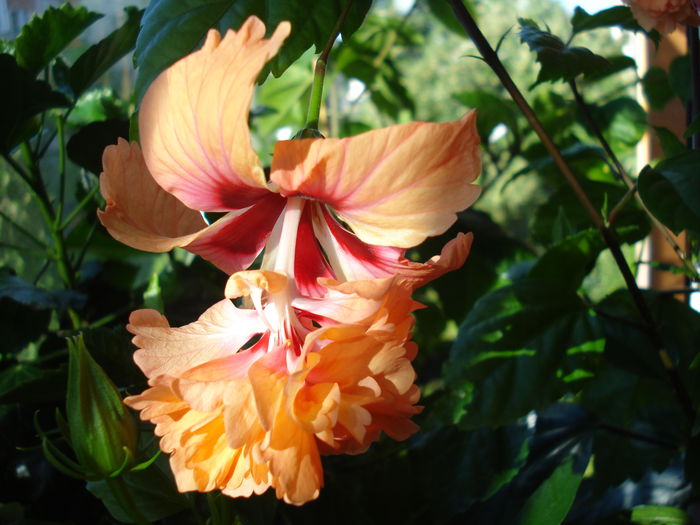 DSC02553 - Hibiscus El Capitolio Orange