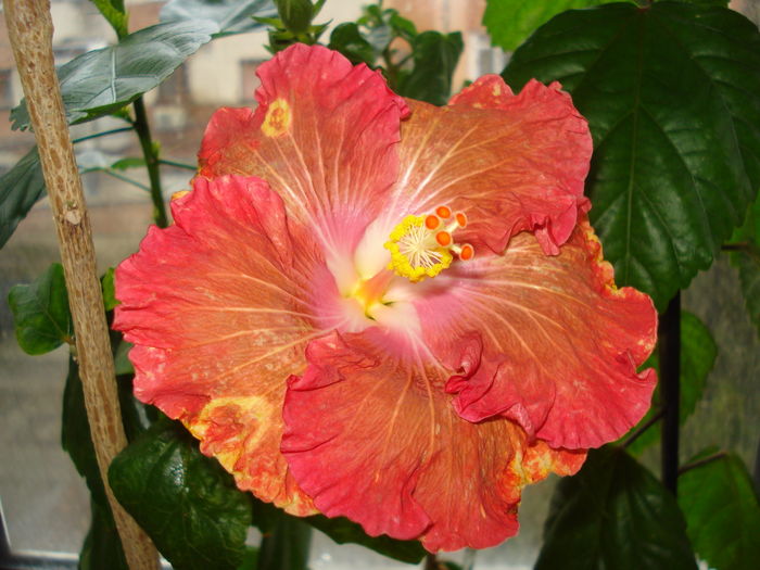 DSC04712 - HIBISCUS 2016