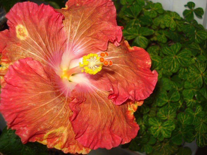 DSC04716 - FLORI 2016