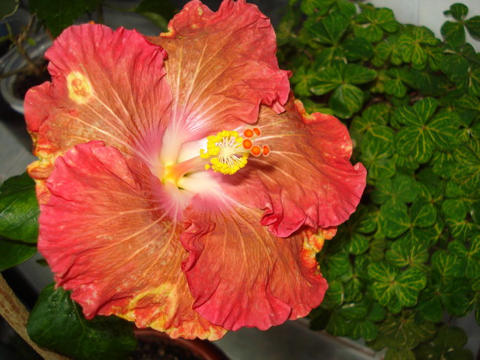 DSC04717 - FLORI 2016
