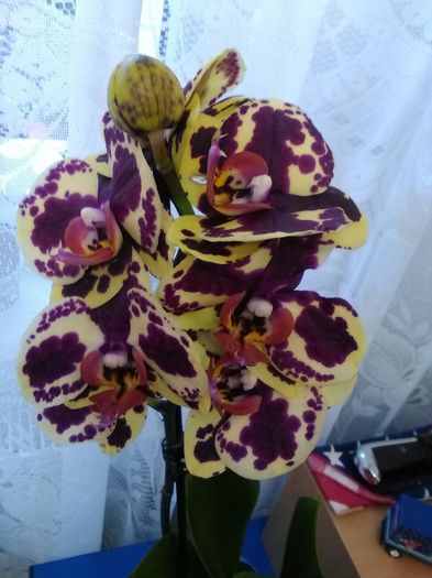 IMG-20160226-WA0002 - Phalaenopsis