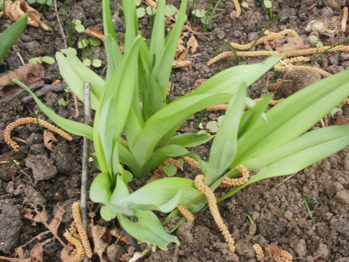 noi prieteni. - Hemerocallis