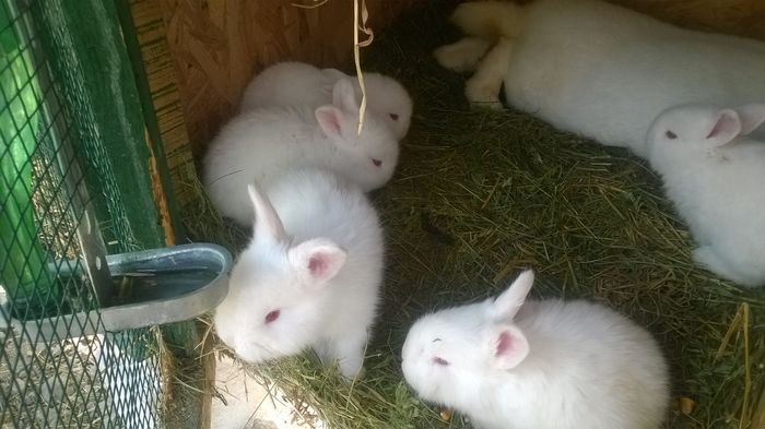 11119961_361090030763420_8130679081648880599_o