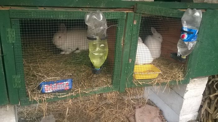 11206556_361087217430368_8836045816962580330_o