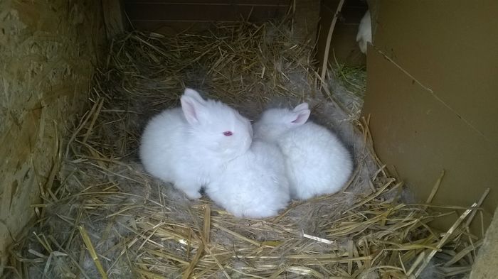 11212696_361088780763545_97838828881933566_o