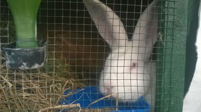 11227061_361087577430332_8797036647472010914_o