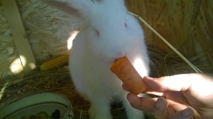 11312675_361100480762375_3971745658673973911_o