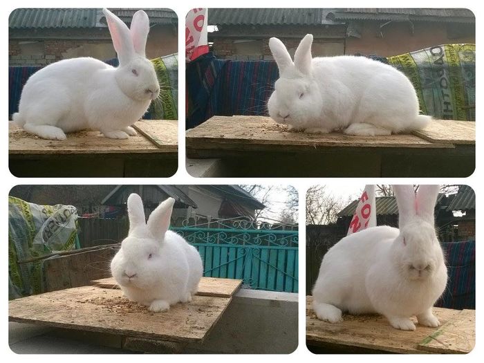 11334197_361090324096724_4304101764056330618_o