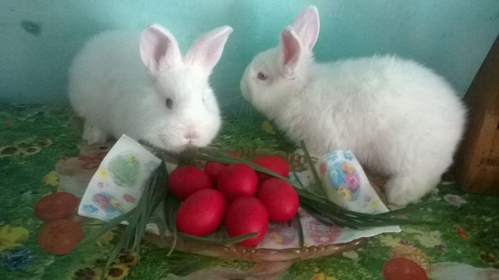 11336850_361088510763572_987800077329493409_o