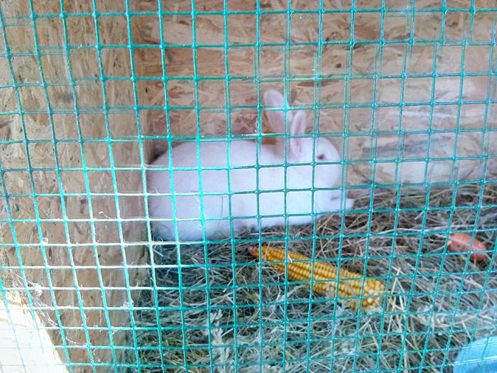 11390551_361093637429726_3435876630702606548_n