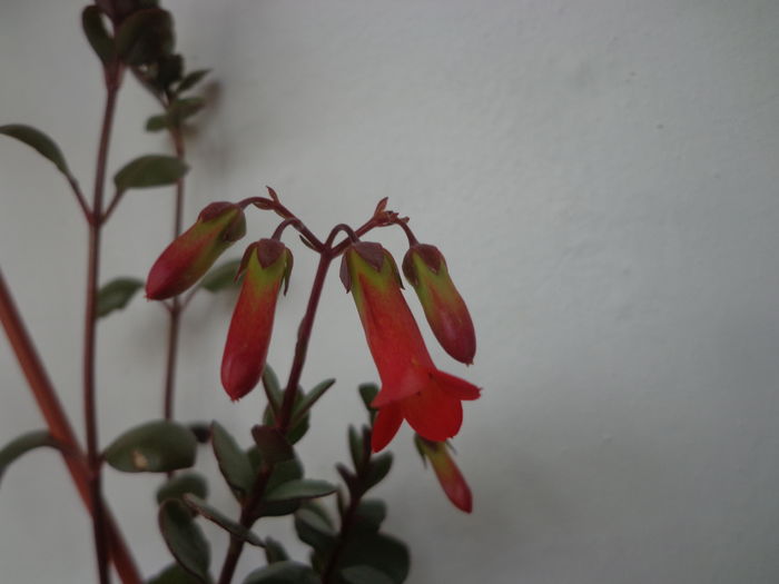 Kalanchoe manginii - De argint