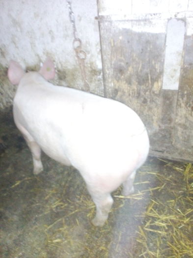 IMG_20160303_160241 - Duroc