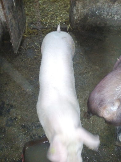 IMG_20160303_160141 - Duroc