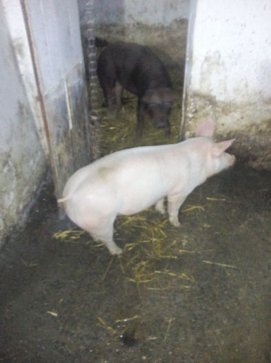 IMG_20160213_154908; Zegher 50 kg
