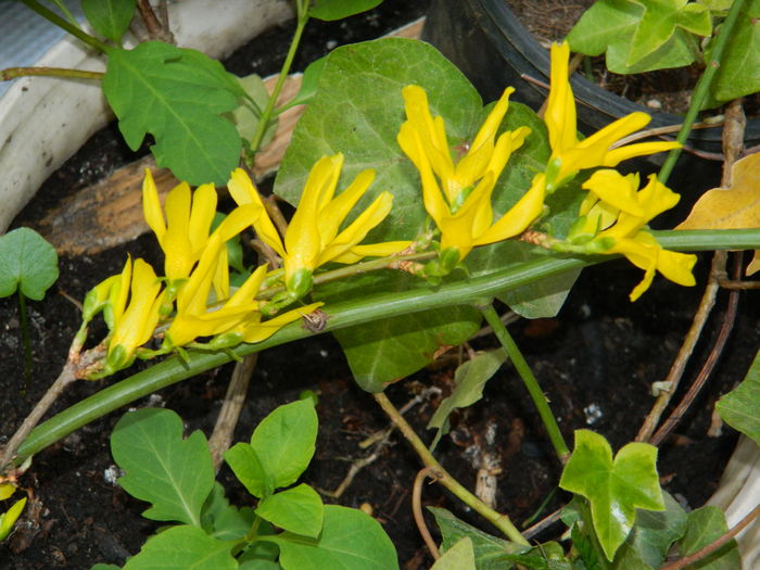 DSCN9959 - 2016 MARTIE