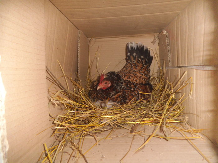 DSCF7021 - gainile mele pitice la gramada 2