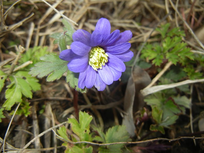Anemone Blue Shades (2016, March 03)