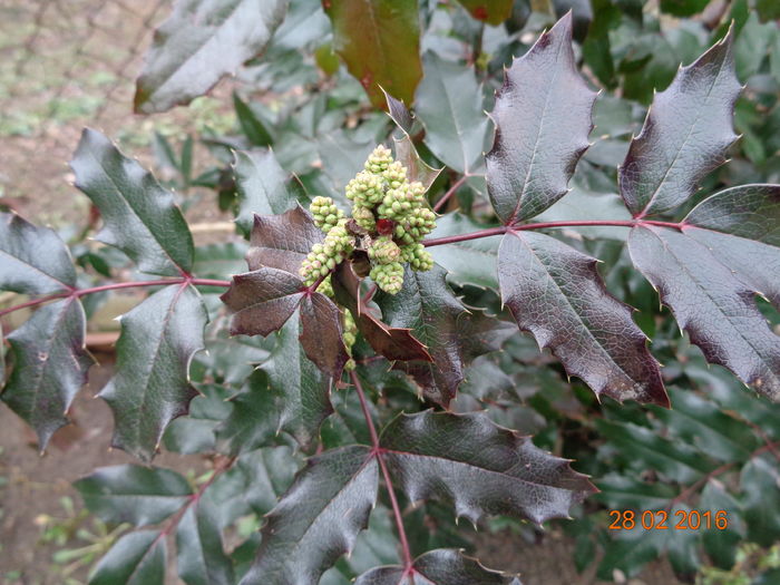 DSC06627 - Mahonia aquifolium