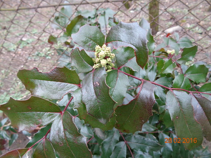 DSC06628 - Mahonia aquifolium