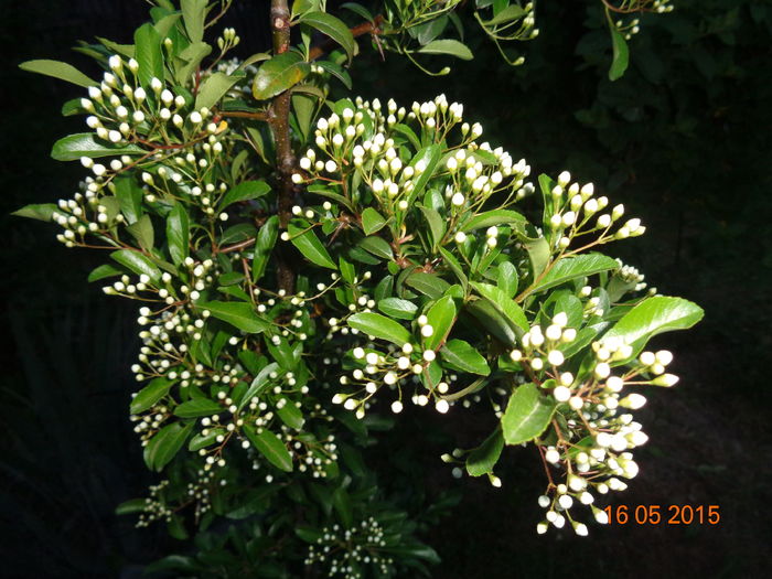 DSC03715 - Pyracantha