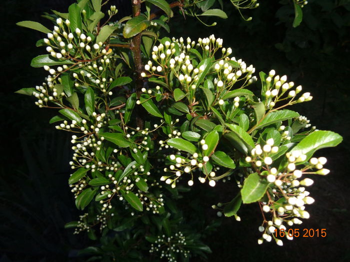 DSC03716 - Pyracantha