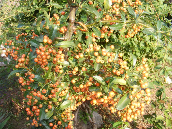 DSCF1139 - Copy - Pyracantha