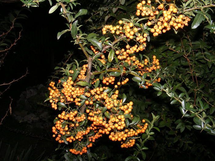 DSCF1261 - Pyracantha