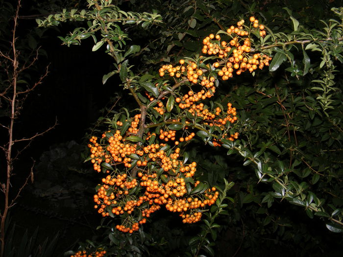 DSCF1262 - Pyracantha