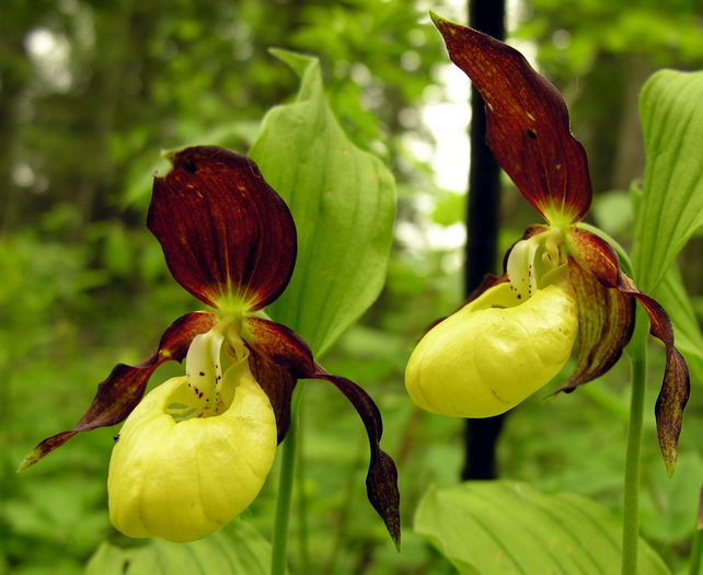 cypripedium calceolus