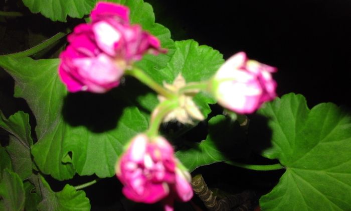 20160304_180140 - Flori 2016