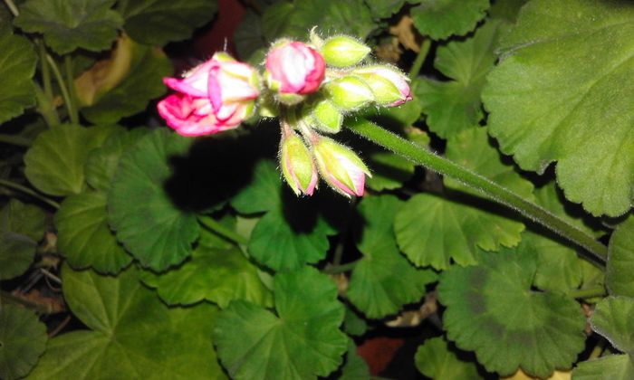 20160304_180159 - Flori 2016