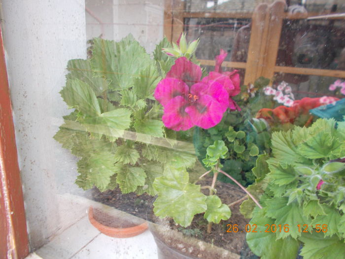 DSCN1054 - Flori de camera -2016